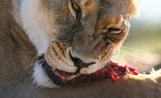 Werribee Open Range Zoo - Accommodation BNB 2