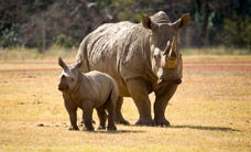Werribee Open Range Zoo - Accommodation BNB 3