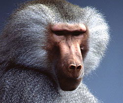 Alma Park Zoo - Accommodation BNB 1