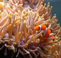 Reef HQ Great Barrier Reef Aquarium - Accommodation BNB