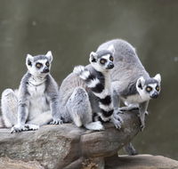 Adelaide Zoo - Accommodation BNB