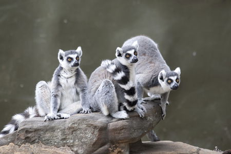 Adelaide Zoo - Accommodation BNB 0
