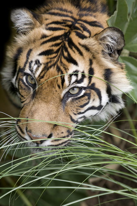 Adelaide Zoo - Accommodation BNB 1