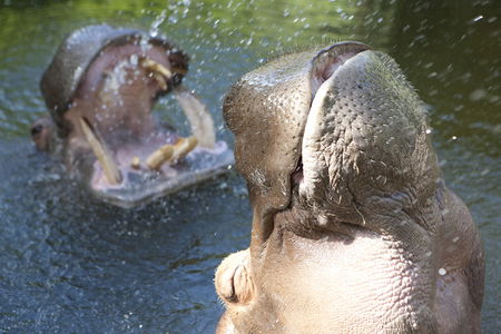Adelaide Zoo - Accommodation BNB 2