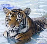 Zoo Doo Wildlife Park - Accommodation BNB