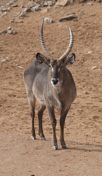 Monarto Zoo - Accommodation BNB 1