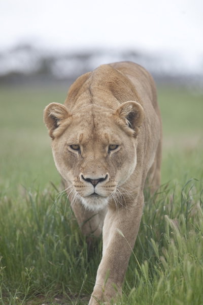 Monarto Zoo - Accommodation BNB 2