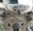 Billabong Koala and Wildlife Park - Accommodation BNB