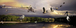 Territory Wildlife Park - Accommodation BNB 1
