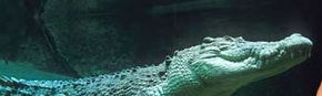 Territory Wildlife Park - Accommodation BNB 3