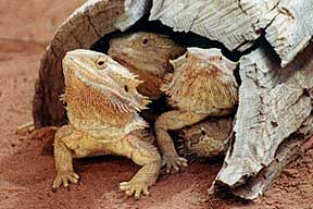 Alice Springs Reptile Centre - Accommodation BNB 0