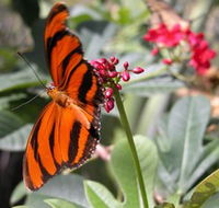 Butterfly Farm - Accommodation BNB