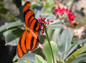 Butterfly Farm - Accommodation BNB 0