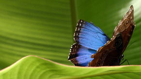Butterfly Farm - Accommodation BNB 3