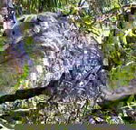 Koala Conservation Centre - Accommodation BNB