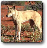 Uluru - Kata Tjuta National Park - Accommodation BNB 3