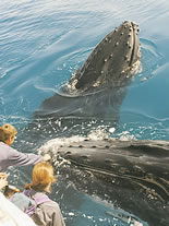 Storeyline Tours - Accommodation BNB 1
