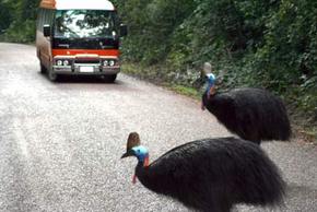 Kookaburra Tours - Accommodation BNB 0