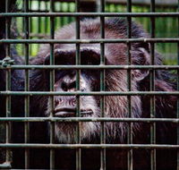 Rockhampton Zoo - Accommodation BNB