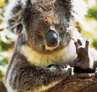 Gorge Wildlife Park - Accommodation BNB