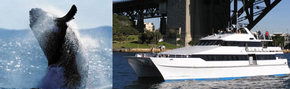Prestige Harbour Cruises - Accommodation BNB 3