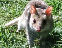 Urimbirra Wildlife Park - Accommodation BNB 0