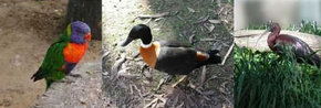 Urimbirra Wildlife Park - Accommodation BNB 2