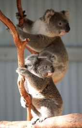 Waterways Wildlife Park - Accommodation BNB 1