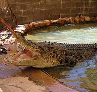 Wyndham Zoological Gardens and Crocodile Park - Accommodation BNB