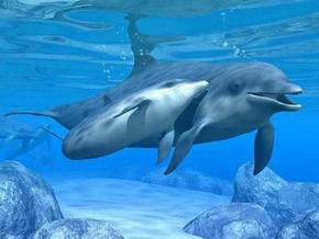 Polperro Dolphin Swims - Accommodation BNB 3