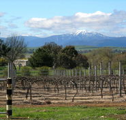 Buller View Wines - Accommodation BNB