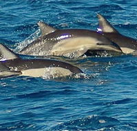 Dolphin Swim Australia - Accommodation BNB