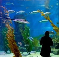 Melbourne Aquarium - Accommodation BNB