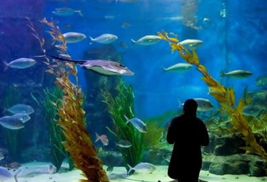Melbourne Aquarium - Accommodation BNB 0