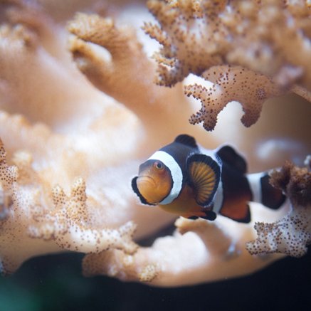 Melbourne Aquarium - Accommodation BNB 2