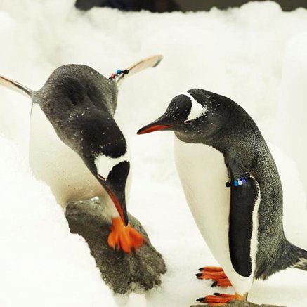 Melbourne Aquarium - Accommodation BNB 3