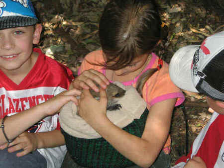 Koala Park Sanctuary - Accommodation BNB 3