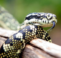 Reptile Encounters - Accommodation BNB