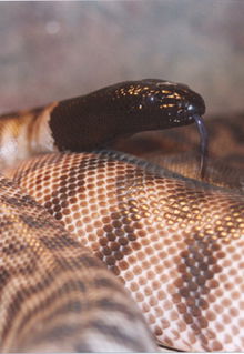 Armadale Reptile & Wildlife Centre - Accommodation BNB 4