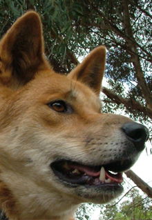 Armadale Reptile & Wildlife Centre - Accommodation BNB 5