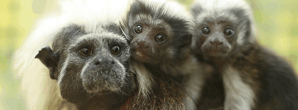 Alma Park Zoo - Accommodation BNB 3