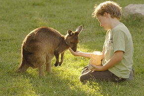 Cleland Wildlife Park - Accommodation BNB 4