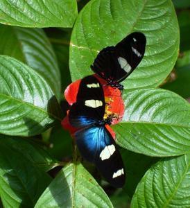 Butterfly Farm - Accommodation BNB 4