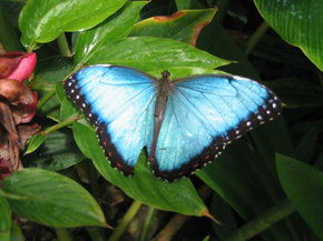 Butterfly Farm - Accommodation BNB 5