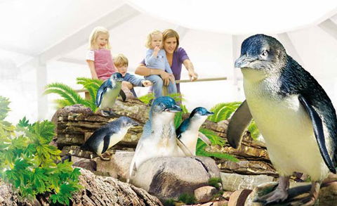 Manly SEA LIFE Sanctuary - Accommodation BNB 1