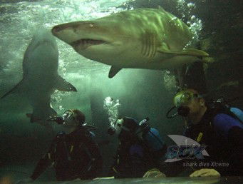 Manly SEA LIFE Sanctuary - Accommodation BNB 5