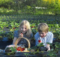 Blue Hills Berries  Cherries - Accommodation BNB