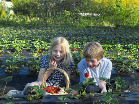 Blue Hills Berries & Cherries - Accommodation BNB 0