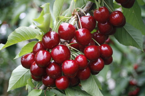 Blue Hills Berries & Cherries - Accommodation BNB 2