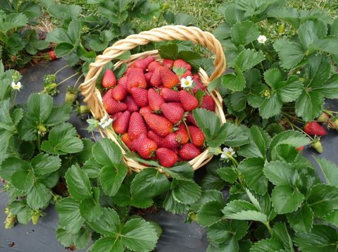 Blue Hills Berries & Cherries - Accommodation BNB 3